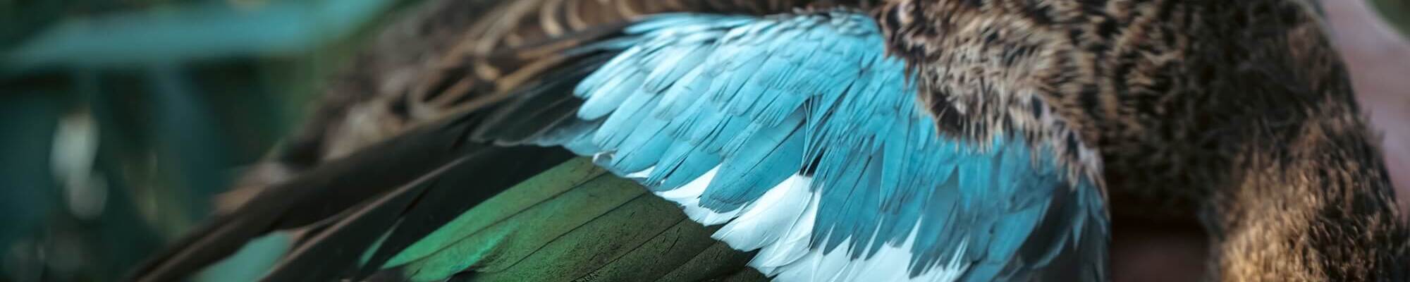 waterfowl-wing.jpg